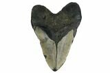 Bargain, Fossil Megalodon Tooth - North Carolina #172581-2